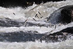 Su ürünleri üretimi 2014 yılında azaldı