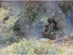 Doğaya 500 Adet Kınalı Keklik Bırakıldı