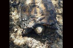 “Lütfen anız yakmadan önce canlıları düşünün”