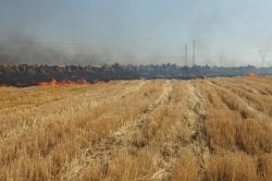 Viranşehir’de anız yakan kişiler hakkında yasal işlem başlatılacak