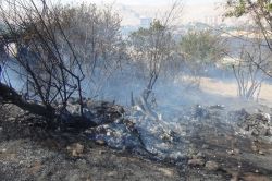 Silvan'da 50 dönüm buğday ekili arazi kül oldu-foto