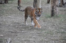 Gaziantep Hayvanat Bahçesi hafta sonu ziyaretçi akınına uğruyor