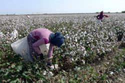 Çukurova pamuğu tahtını mısır ve ayçiçeğine bıraktı