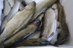 Balıkçılar av yasağının kalkmasını bekliyor