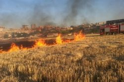 “Anız yakmaları çevreye zarar veriyor”