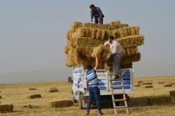 Bitlisli hayvan besicileri fiyatlardan memnun