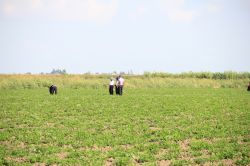 Çukurova pamuğu tahtını mısır ve ayçiçeğine bıraktı