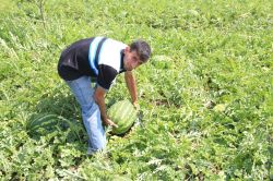 Karpuzu tarlada kalan çiftçi dertli