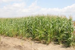 Adana mısırında yüksek rekolte bekleniyor