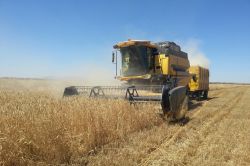 Ergani'de buğday çiftçinin yüzünü güldürdü