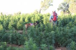 Diyarbakır’da 375 bin kök hint keneviri ele geçirildi