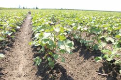 Çukurova’da pamuk çiftçiliği bitiyor mu?