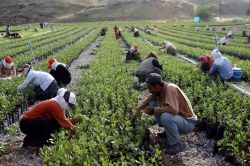 Siirt’in beklediği proje hayata geçiriliyor foto