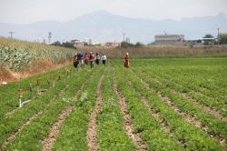 Tohumların aşırı zamlanması yerfıstığı çiftçisini mağdur ettifoto
