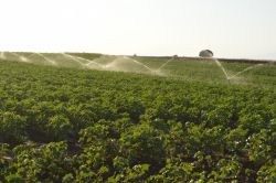 Hilvanlı çiftçiler pamuk ekimini terk ediyor