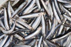 Denizlerimizde balıkçılık azalıyor