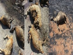 Anız yangını 25 küçükbaş hayvanı telef etti