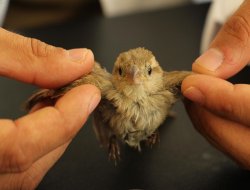 Sıcaktan etkilenen yavru serçe koruma altına alındı