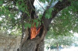 Silvan’da 100 yılık ağaç yandı