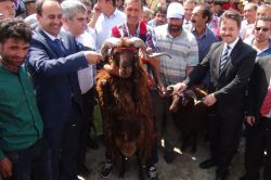 Ağrılı hayvan yetiştiricilerine 45 milyon TL’lik destek