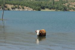 Sıcaklıktan sadece insanlar değil hayvanlarda etkileniyor