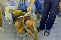 Kâhta’da çift başlı buzağı doğdu