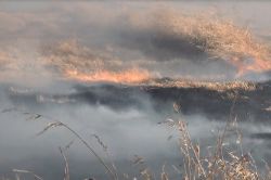TİGEM uyarılara rağmen anız yakıyor