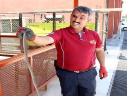 İş yerinde yakaladıkları yılanı doğaya bıraktılar