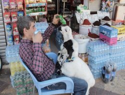 Kuzuları marketinde besliyor