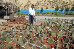 Mersin’de dikenli incir yetiştiriliyor