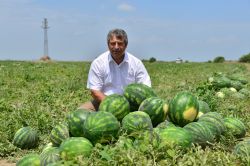 Çukurovalı çiftçi bu yıl karpuzdan umduğunu bulamadı