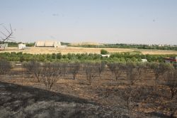 Nusaybin´de zeytinlik bahçesinde yangın çıktı