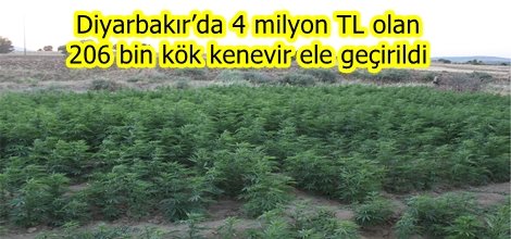Diyarbakır’da 206 bin kök kenevir ele geçirildi