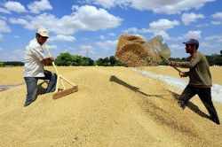 TMO, Bingöl'de buğday alımına başladı