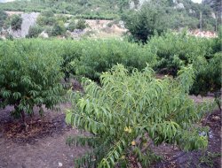 ‘Emeğimizin karşılığını alamıyoruz’