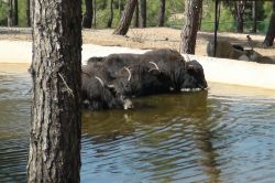 Hayvanat bahçesi sakinleri havuza girerek serinliyor