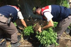 70 yaşındaki adam saksıda esrar yetiştirdi