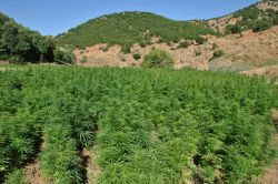 Bingöl'de beş dönümlük tarlada kenevir ekildi