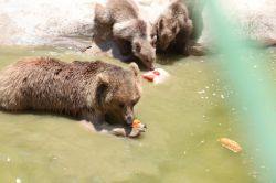 Hayvanat bahçesinin yeni sakinleri buzlu meyve kokteyliyle serinliyor