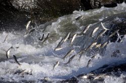 Van’da kaçak avlanma