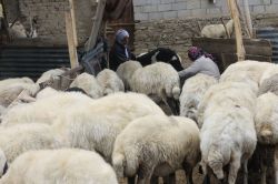 Hayvanlarda görülen sarılık hastalığı et ve süt verimini düşürüyor