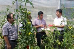 Acıpayam Kaymakamı seralarda incelemelerde bulundu