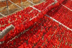Gaziantep’te sebze kurutma sezonu başladı video foto