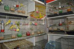 Batman’da evcil hayvanlara ilgi artıyor video