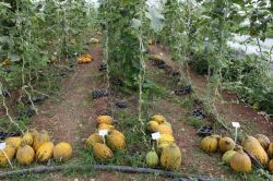 Kuraklığa dayanıklı kavunlar üreticiyle buluşmaya hazır