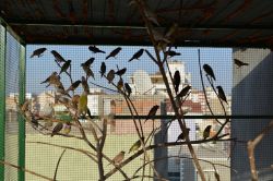 Batmanlı hayvansever beslediği kuşlara bir servet harcadı video foto