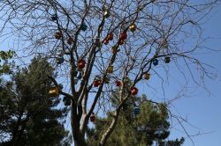 Şanlıurfa’da kuşlar için 3 bin ev