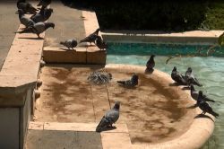 Adana’nın sıcağına hayvanlar bile dayanamadı video foto