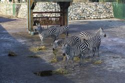Sıcaklardan bunalan hayvanlar ilginç yöntemlerle serinletiliyor