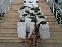 Bingöl'de 38 bin kök kenevir ele geçirildi